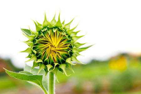 Sunflower bud on outdoor nature.の写真素材