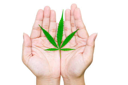 Female hand holding marijuana leaves isolated on white background with clipping path.の写真素材