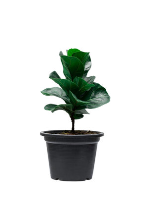 A Fiddle Leaf Fig or Ficus lyrata indoor potted plant with large, green, shiny leaves planted in a plant pot isolated on white background with clipping path.の写真素材