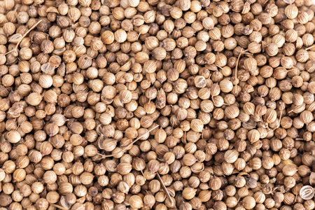 Organic Dried coriander seeds (Coriandrum sativum) closeup background texture.の写真素材