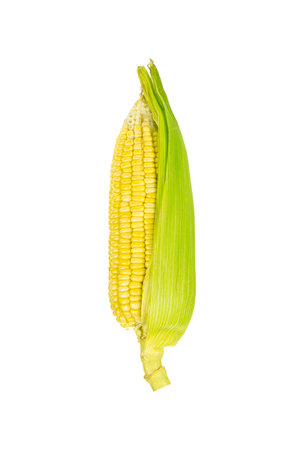 Corn isolated on white background with clipping path.の写真素材