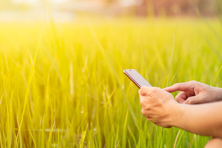 Close up of a man using mobile smart phone on nature background with sunlight.の写真素材