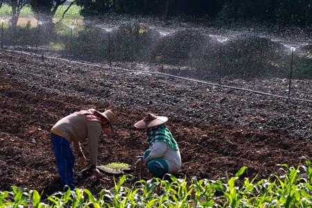 farmer of thailandの写真素材