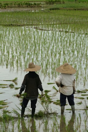 Rice farmers are looking at in Thailandの写真素材