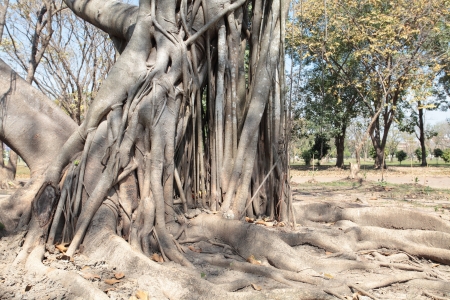 Roots of old trees for decades.の写真素材