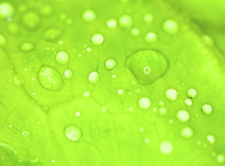 closeup water drops on leaves greenの写真素材