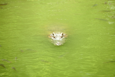 Crocodile in the green swamp swimming and sunbathing
の写真素材