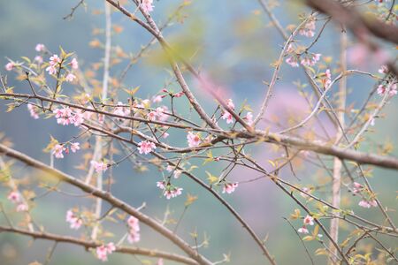 Phaya Suea flower or Sakura flower in Thailand is a rose apple that is small in size and has a tall...