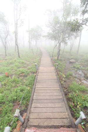 Krachiew flowers on a foggy day in Pa Hin Ngam National Park in Thailandの写真素材