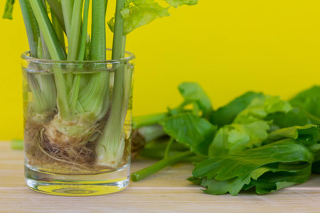 regrowing celery from stalk, use the stem ends of celery, pre-soak stalk in the water and planting into the soilの写真素材