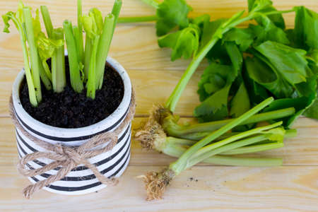 regrowing celery from stalk, use the stem ends of celery, pre-soak stalk in the water and planting into the soilの写真素材