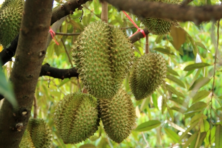 Durian trees in the garden  の写真素材