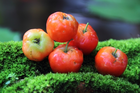Cherry on fernの写真素材