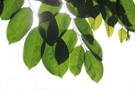 Green leaves isolated on white の写真素材