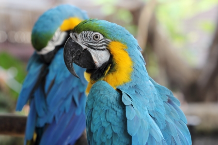 close up macawの写真素材