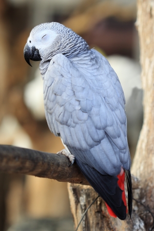 Grey macaw close eye の写真素材