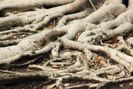 Closeup of banyan tree roots の写真素材