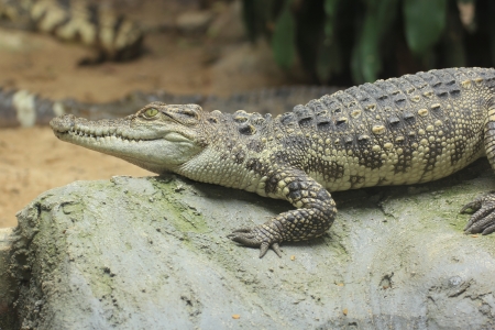 crocodile close-up の写真素材