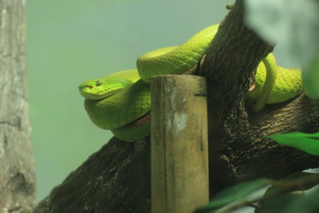 Green pit viper snake   In Thailand Rain forest の写真素材