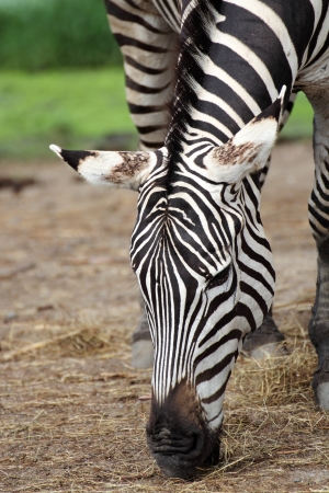 African Zebra eating grass on field  の写真素材