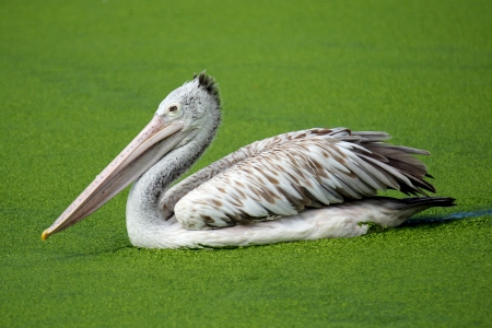 Brown pelican In natural marshes  の写真素材