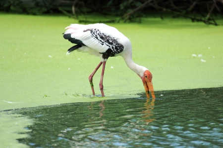 Painted Stork walk in the water among green の写真素材