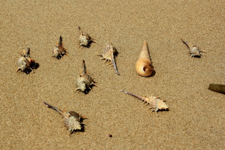 crab, sea shells on sand beach. thailand.