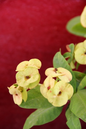 yellow Hydrangea flowersの写真素材