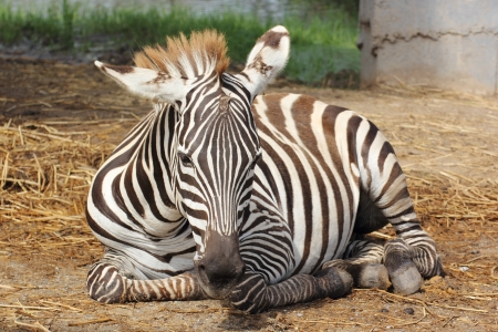 Zebra/African Zebra sleeping on field. の写真素材