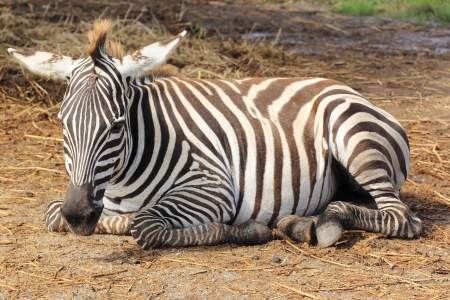Zebra/African Zebra sleeping on field. の写真素材