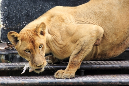 A male lion eating chicken boneの写真素材