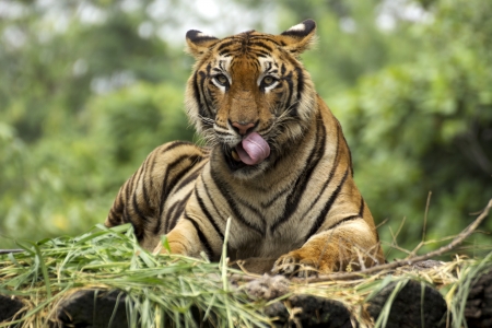 Close up Bengal Trigerの写真素材