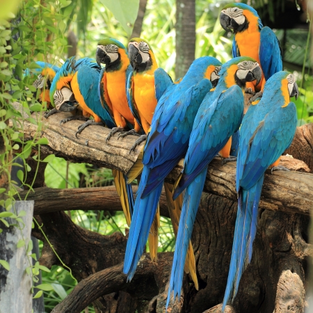 Macaws on the treeの写真素材