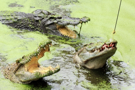 Three Crocodiles with mouth open swimming above water の写真素材