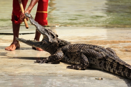  Traditional for Thailand  Show of crocodiles  の写真素材