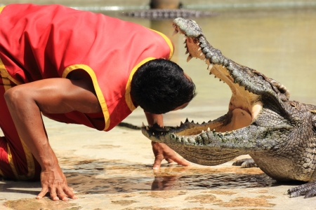 THAILAND, SAMUTPRAKAN -OCT 21, 2013  Traditional for Thailand  Show of crocodiles  The trainer put his head into the jaws of a crocodile on October 21, 2013 in Crocodile Farm SAMTPRAKAN, Thailand のeditorial素材
