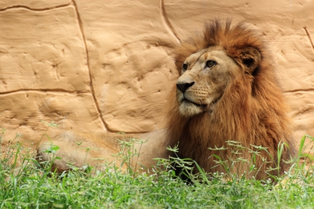 Close up of a big male lionの写真素材