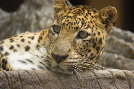 Portrait of Leopard cat