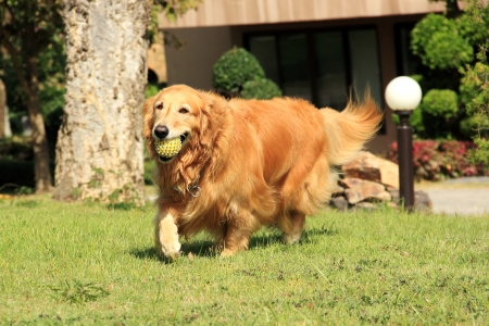 A golden retriever running carrying a rubber ball in his mouthの写真素材