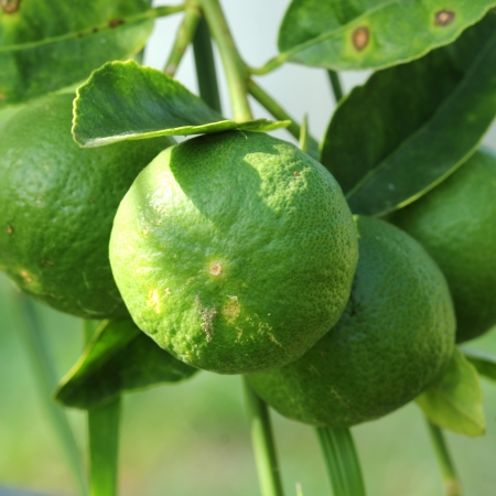 The green Lime fruit on a treeの写真素材