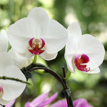 Close up White orchid flower in the gardenの写真素材