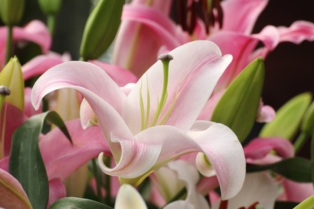Close up of Pink lilly flower in the gardenの写真素材