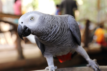 close up on a African Grey Parrotの写真素材