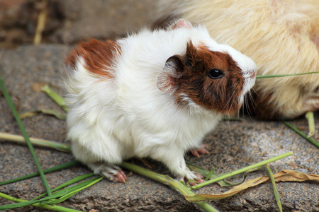 Guinea pig eating the grass on the floor