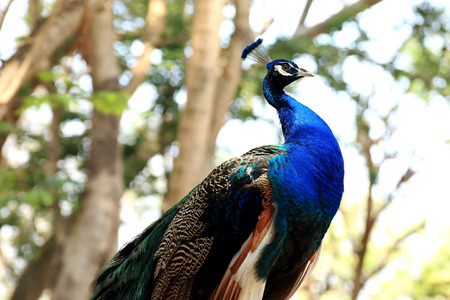 Close up Blue Peacock standing on the woodの写真素材