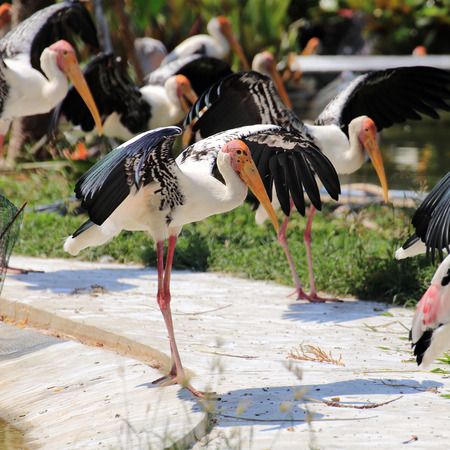 Painted Stork is standing and expand the wings