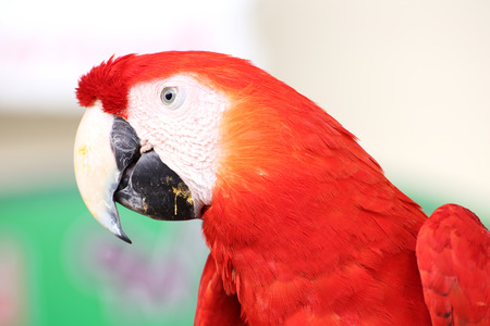 Close up scarlet macaw on the treeの写真素材