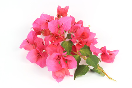 close up Pink bougainvillea isolated on white の写真素材
