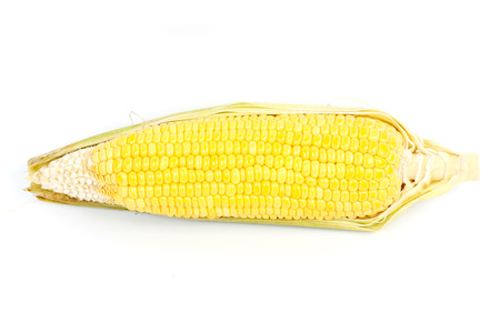 Fresh raw corn isolated on the white backgroundの写真素材