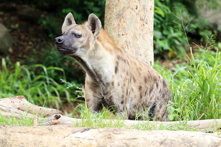 Hyena in the wild near the treesの写真素材